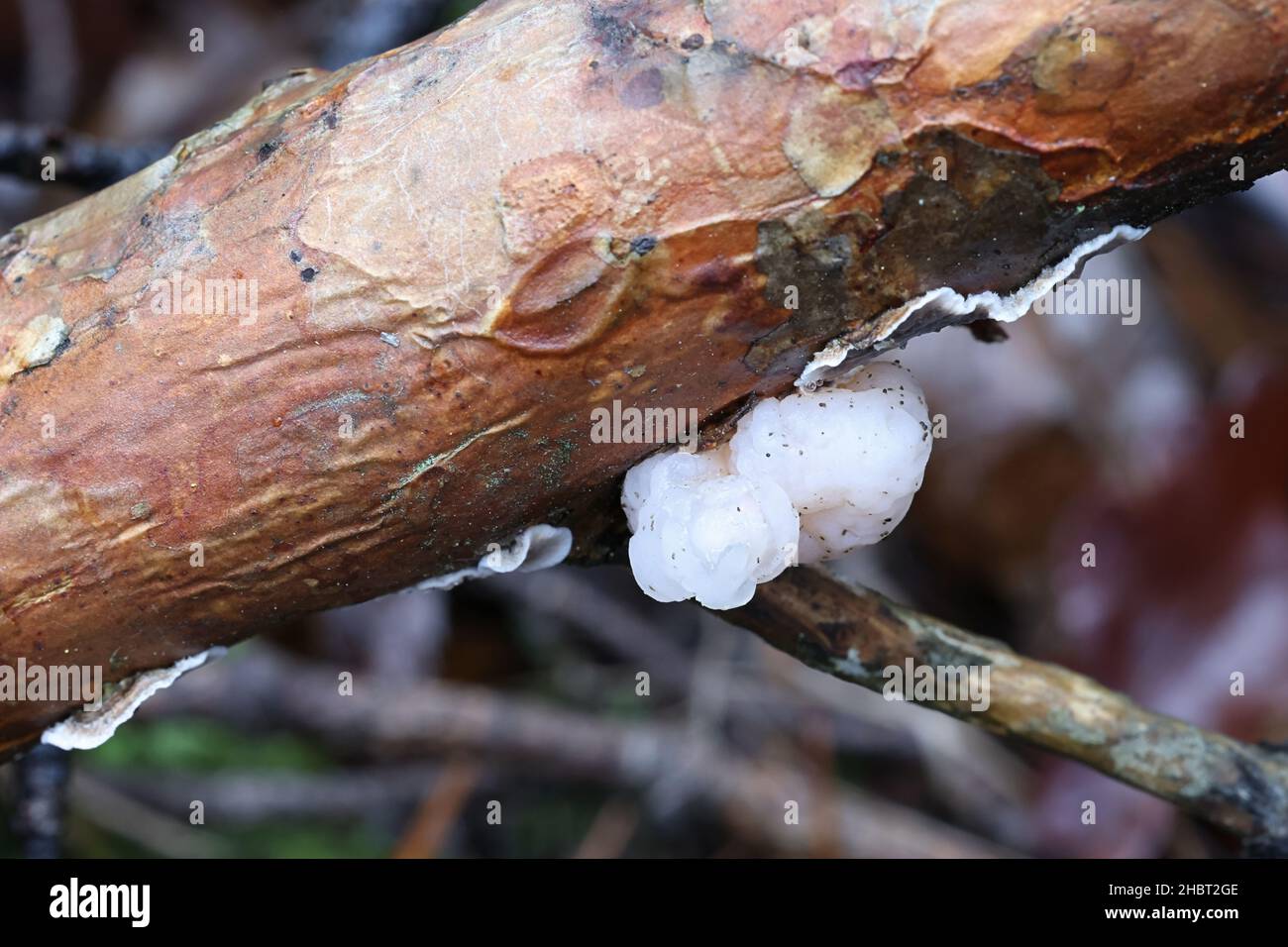Conifer brain, Tremella encephala, growing parasitic on bleeding conifer crust, Stereum sanguinolentum Stock Photo
