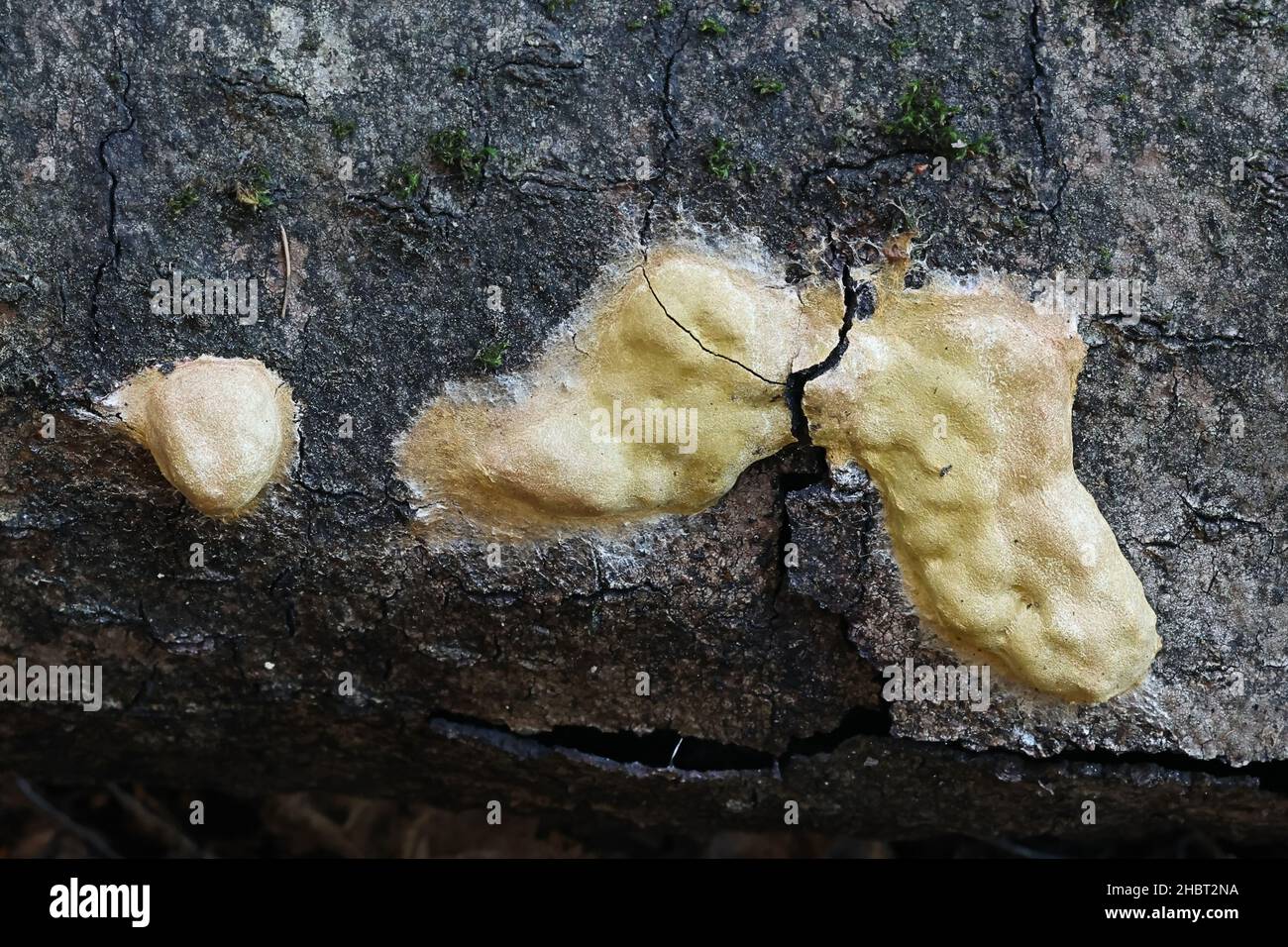 Fuligo llaevia, a plasmodial slime mold, no common English name Stock Photo