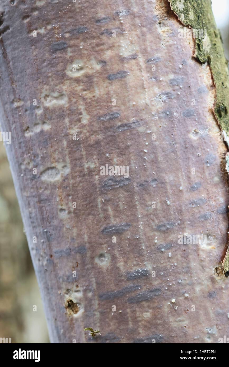 Vuilleminia coryli, a crust fungus growing on hazel in Finland, no common English name Stock Photo