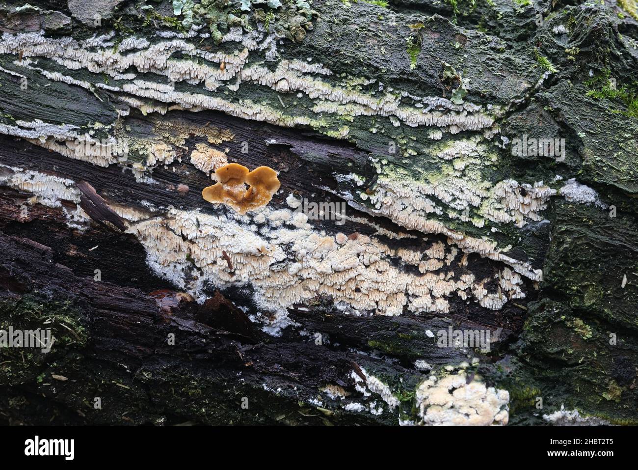 Hyphodontia radula, a polypore fungus from Finland, no common English name Stock Photo