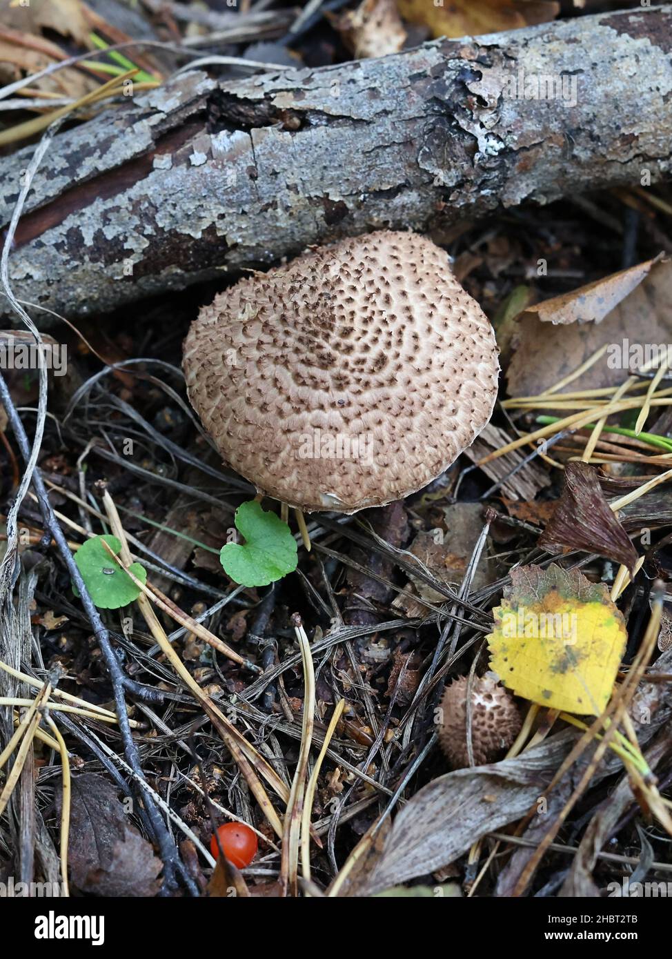 Lepiota echinacea, also called Echinoderma echinaceum, a dapperling mushroom from Finland with no common English name Stock Photo