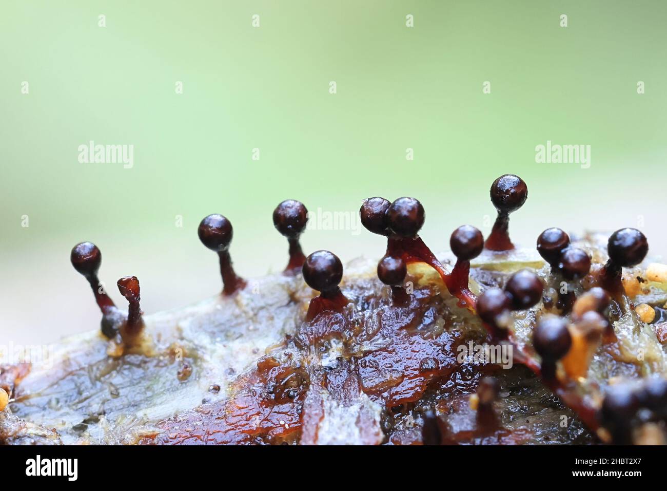 Stock photo of Slime mould (Lamproderma scintillans) growing on tiny twig  held in hand to…. Available for sale on