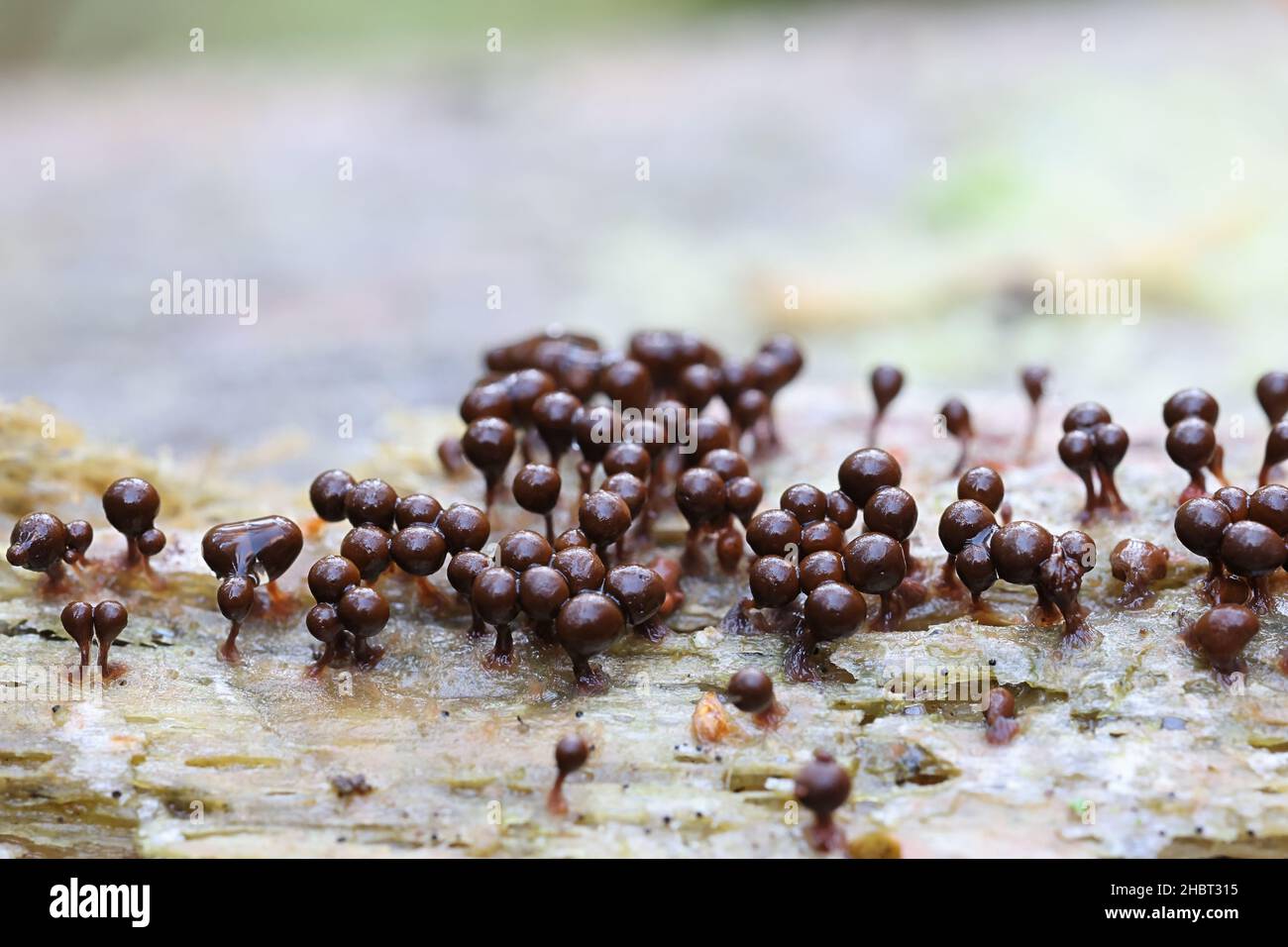 Trichia decipiens, a slime mold of the family Trichiaceae, no common English name Stock Photo