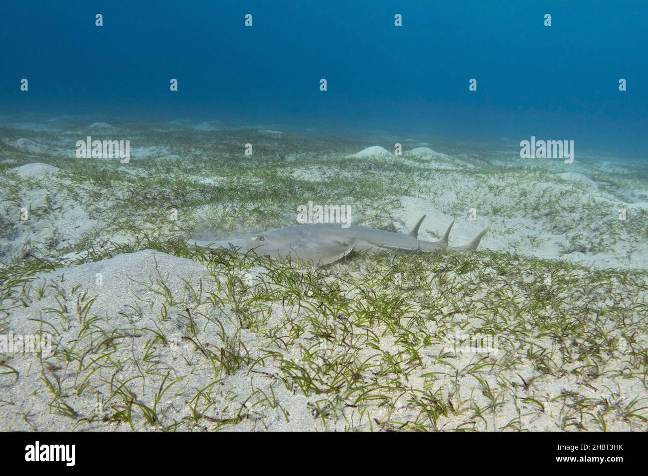 Halavi guitarfish (Glaucostegus halavi) on the sea bottom Stock Photo