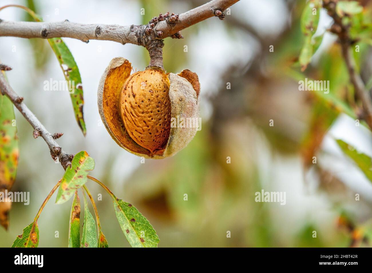 Almonds growing on Almond trees  Prunus dulcis in the Spanish countryside near Valencia Stock Photo