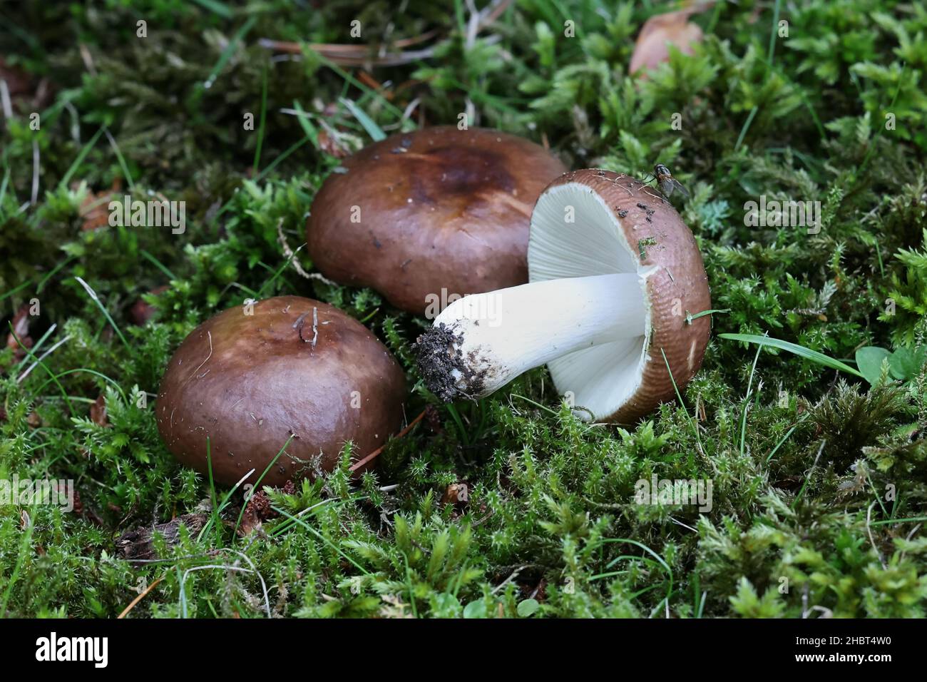 Russula integra, commonly known as the nutty brittlegill or entire russula, wild edible mushroom from Finland Stock Photo