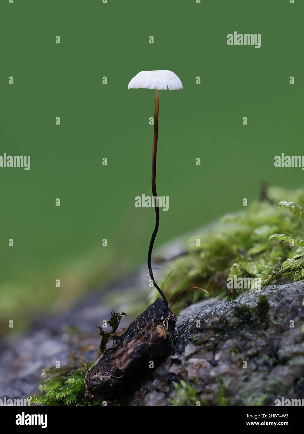 Marasmius rotula, known as pinwheel mushroom, pinwheel marasmius, little wheel,  collared parachute, or horse hair fungus, wild mushroom from Finland Stock Photo