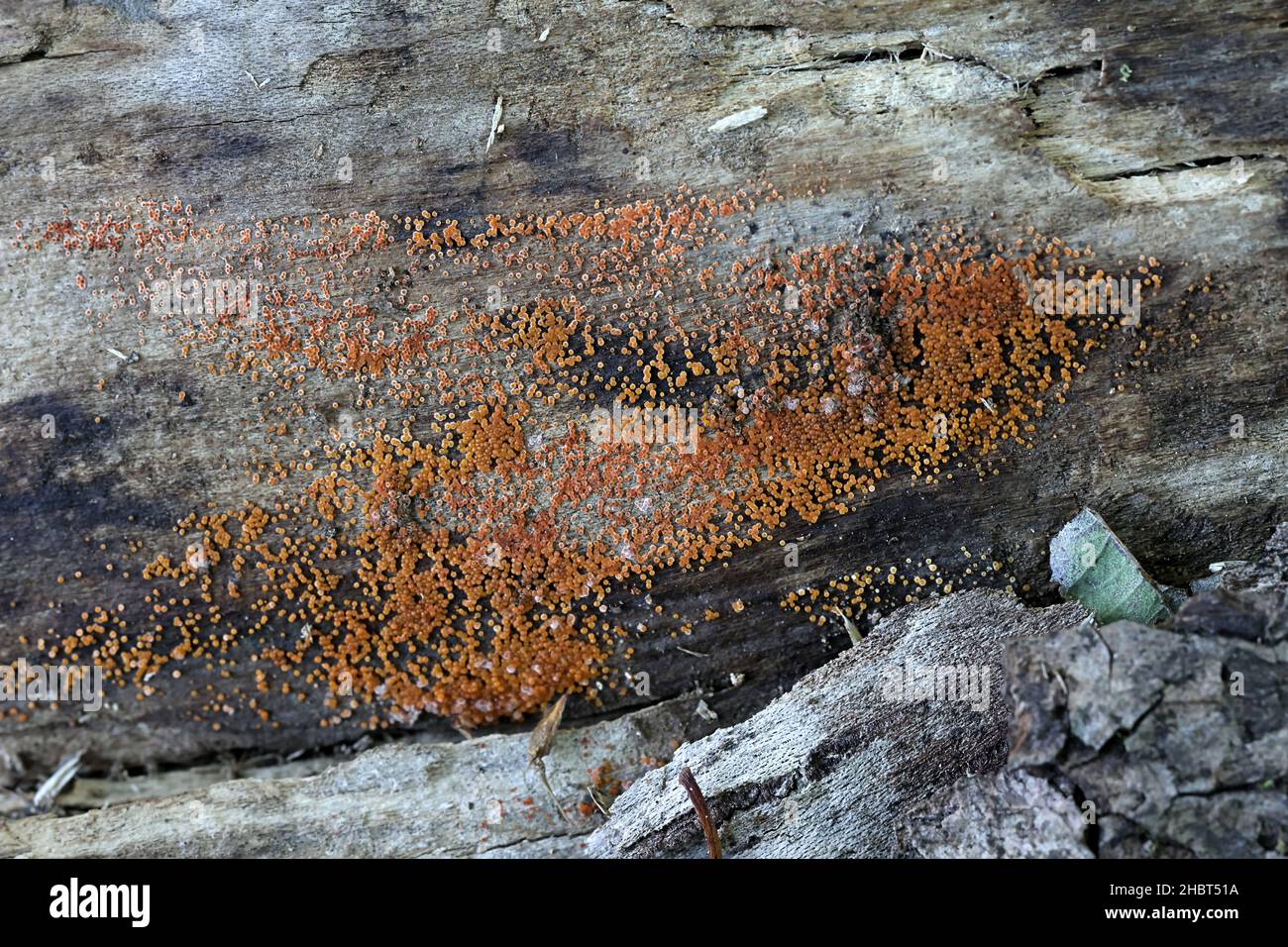Nectria peziza, known as the yellow spot, wild fungus from Finland Stock Photo