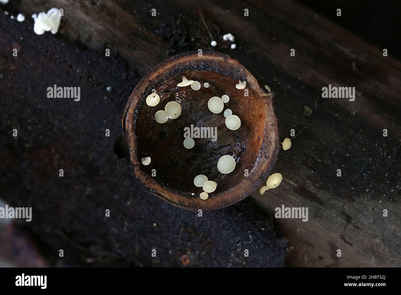 Hymenoscyphus fructigenus, commonly known as nut disco, wild fungus from Finland Stock Photo