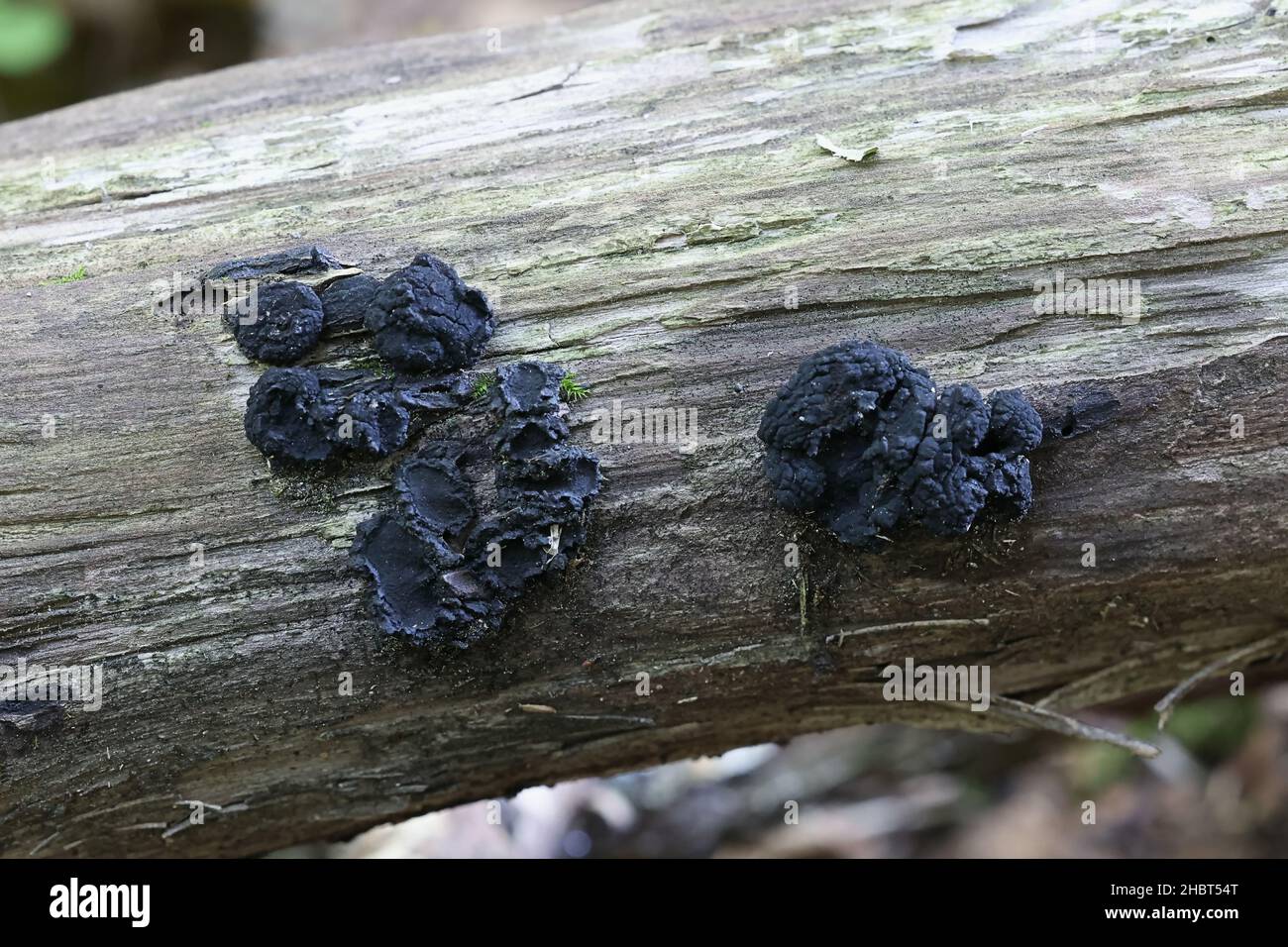 Biscogniauxia repanda, a  pyrenomycota fungus from Finland, no common English name Stock Photo