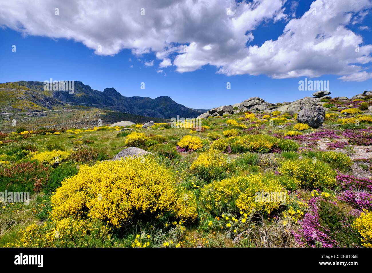 Colourful Spring with Genisteae and heather at the Nave de Santo Antonio. Serra da Estrela Nature Park, Portugal Stock Photo