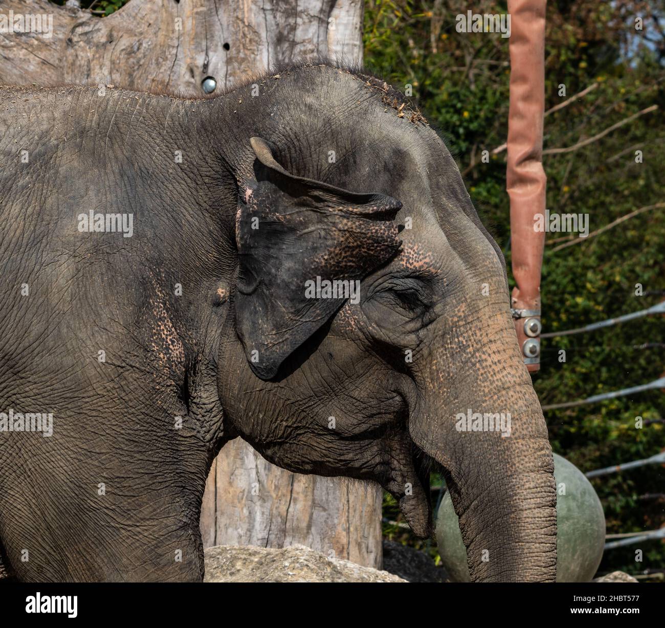 The Asian elephant, Elephas maximus also called Asiatic elephant, is ...