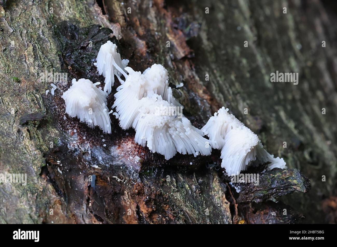 Stemonitis fusca, tube slime mold from Finland with no common English name Stock Photo