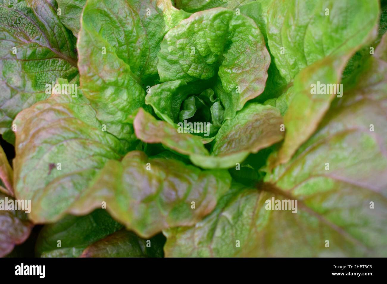 Winter lettuce hi-res stock photography and images - Alamy