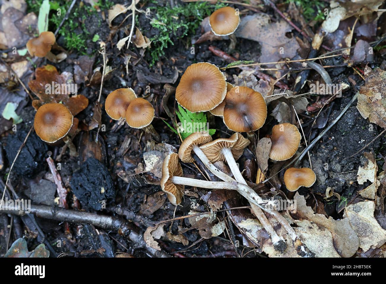 Cortinarius hinnuleus, known as Earthy Webcap, wild mushroom from Finland Stock Photo