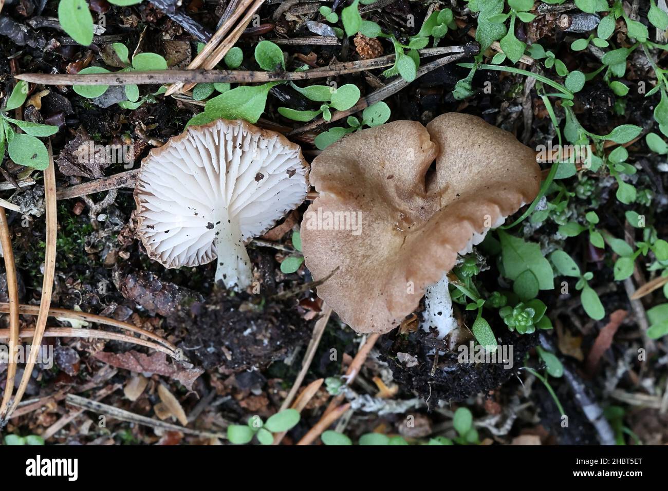 Entoloma neglectum, a pinkgill mushroom from Finland with no common English name Stock Photo