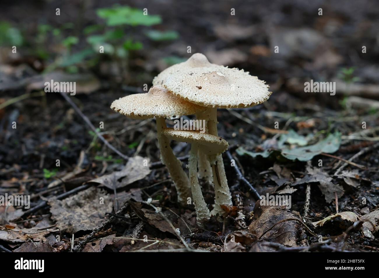 Lepiota clypeolaria, known as the shield dapperling or the shaggy-stalked Lepiota, wild mushrooms from Finland Stock Photo