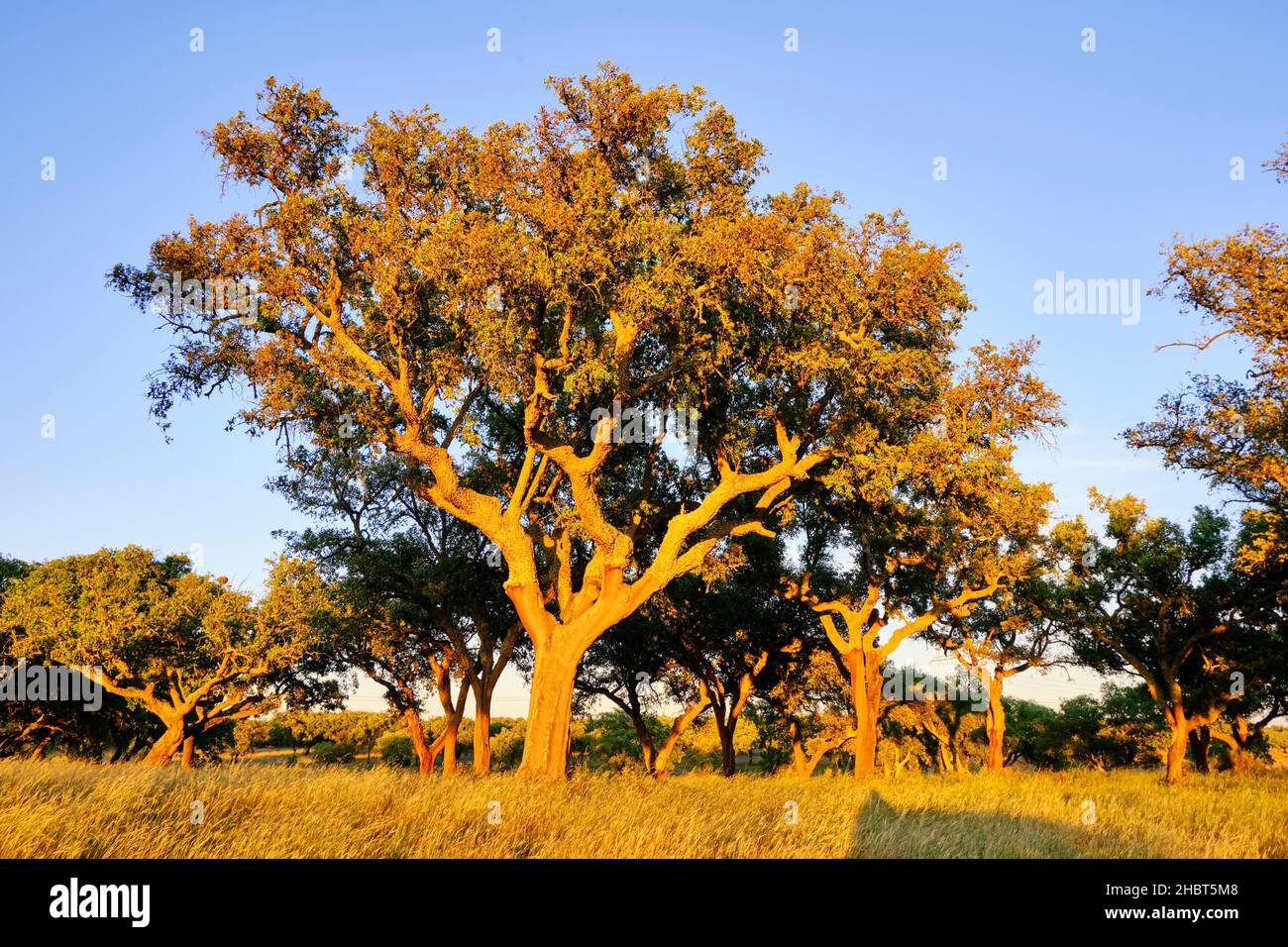 A cork tree with the cork recently cut off. Portugal is the world leader of cork production. Rio Frio, Palmela, Portugal Stock Photo