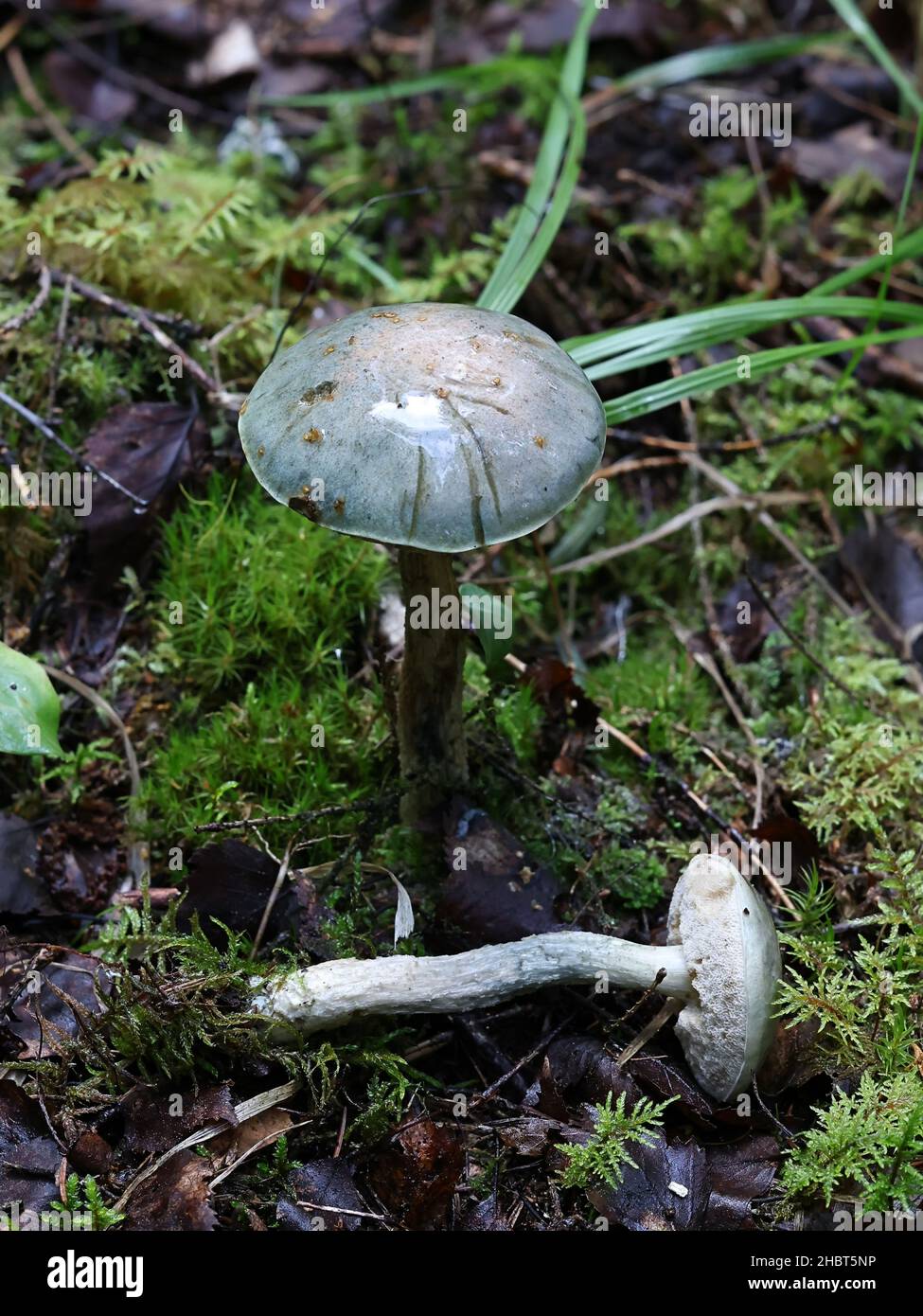 Leccinum holopus, known as the white birch bolete, white bog bolete, or ghost bolete, wild mushroom from Finland Stock Photo