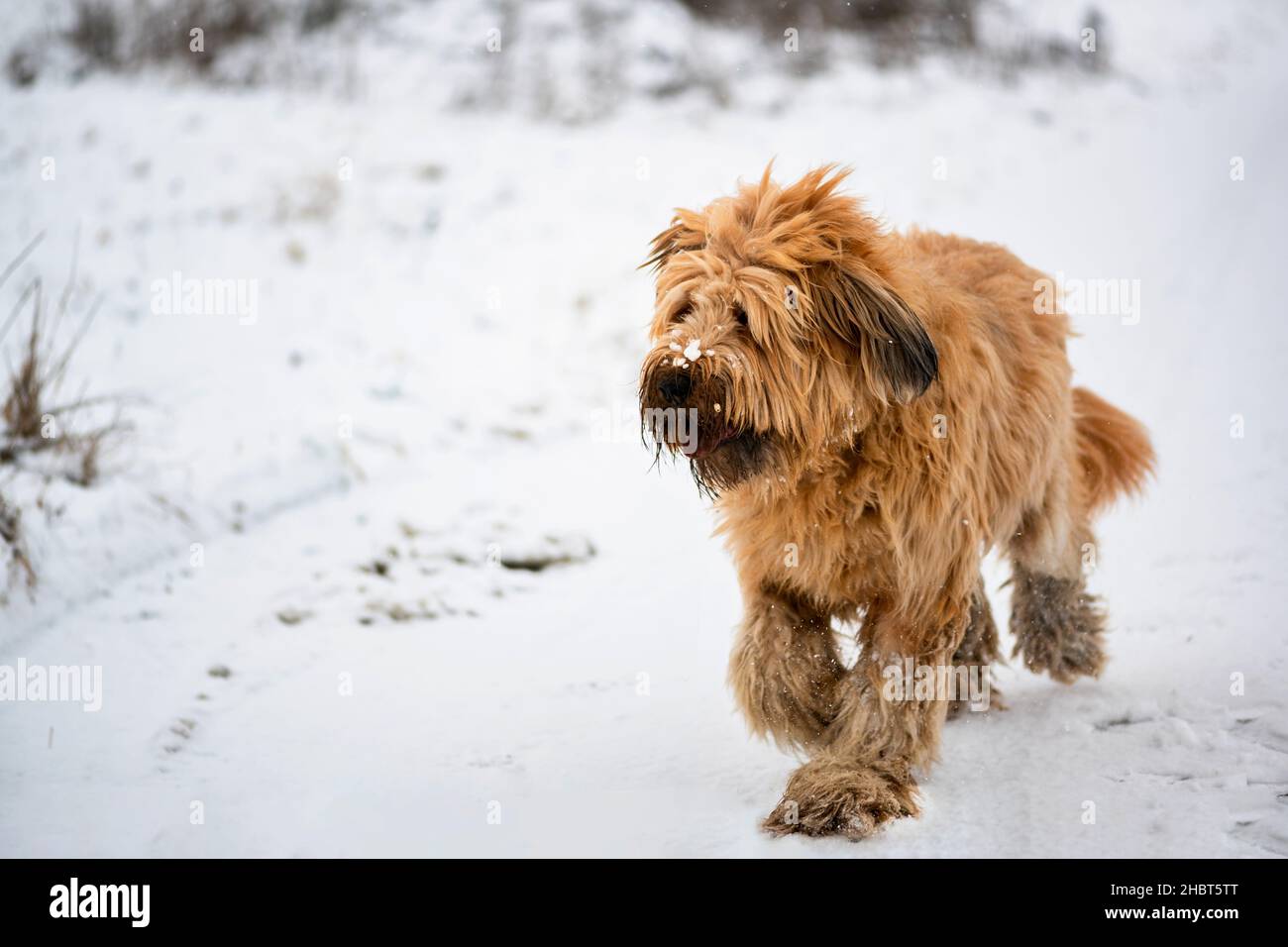 Shaggy young fawn briard girl is going on freshly fallen snow. Stock Photo