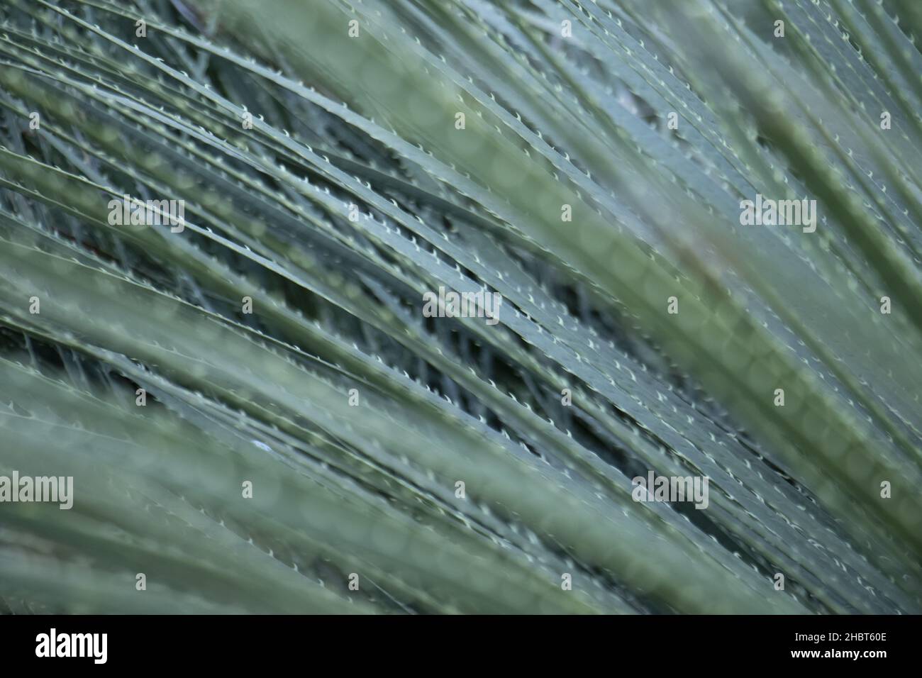 A closeup shot of the sandpaper sotol or Dasylirion serratifolium plant growing in the garden Stock Photo