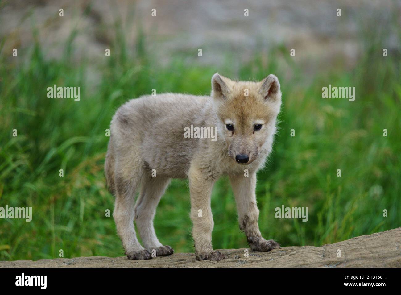 A closeup of a white wolf pup outdoors during daylight Stock Photo