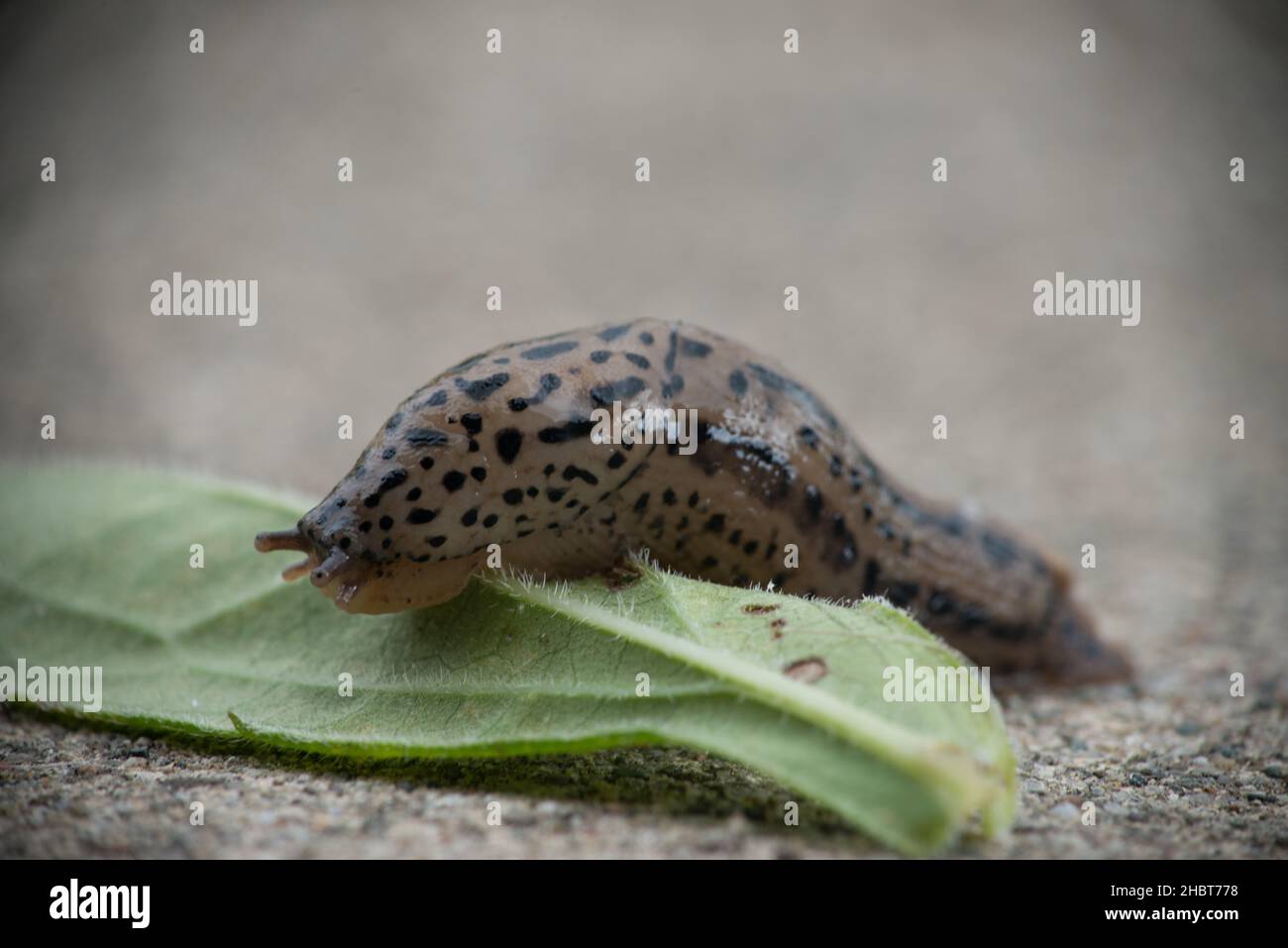 A Leopard Slug climbs over a green leaf on a concrete patio in Warren, Michigan USA> Stock Photo