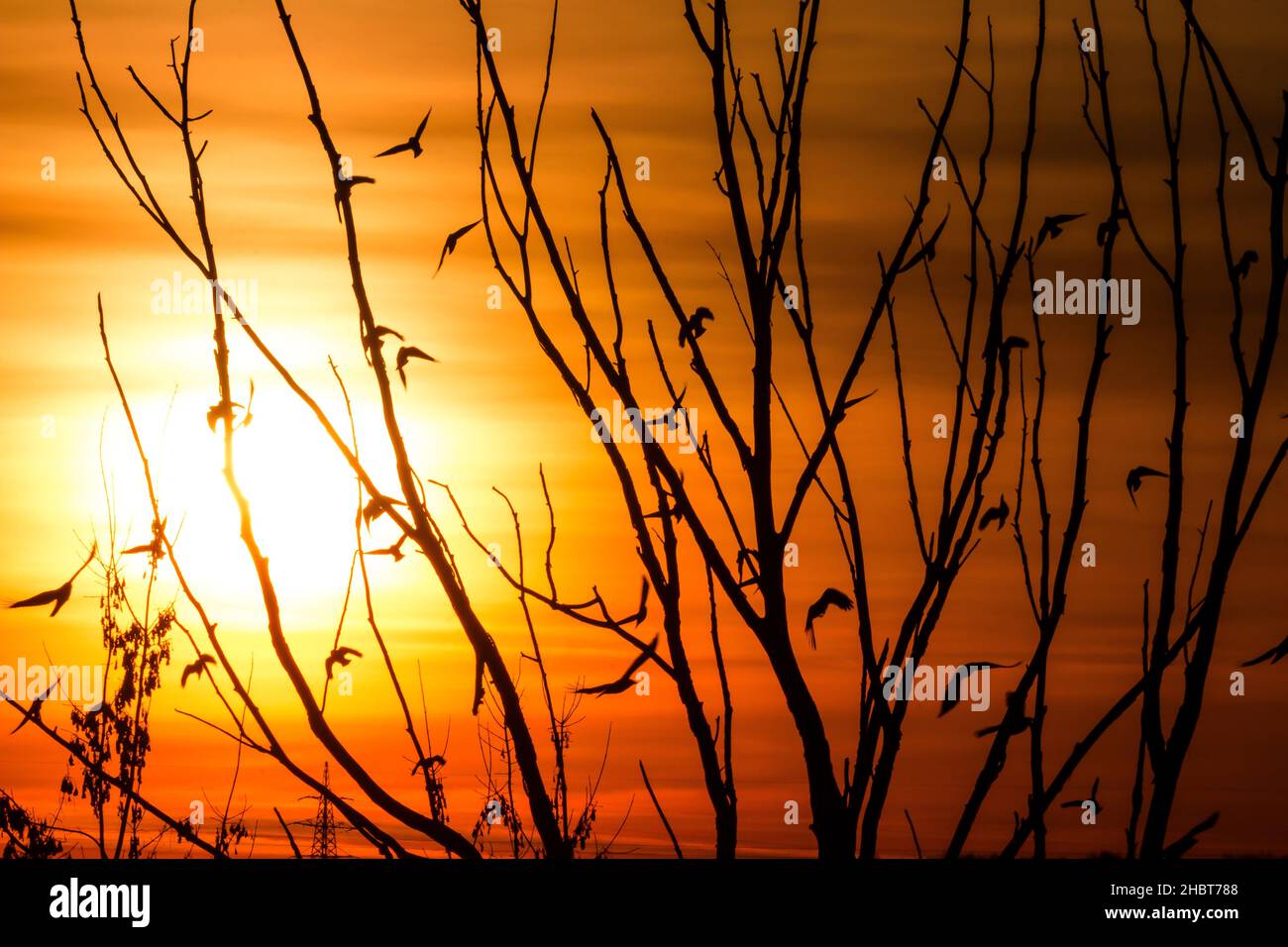 A flock of birds in flight and branches of a tree against the backdrop ...