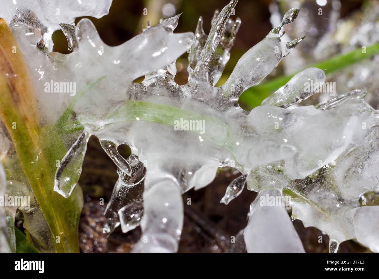 Plants at the spring covered with a layer of ice and frost in severe ...
