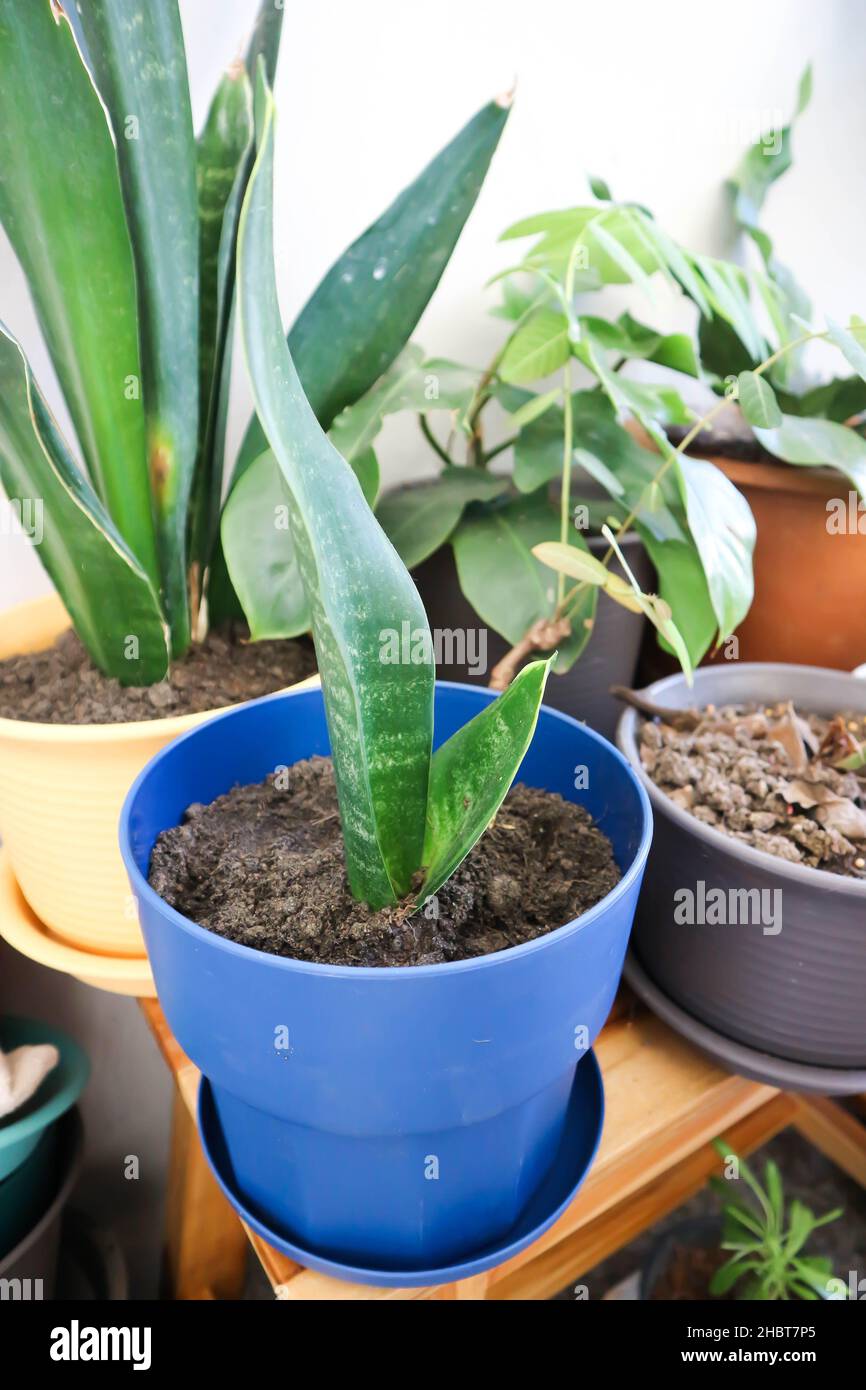 Snake plant or Mother in laws tongue and Arrowhead Vine plant Stock Photo