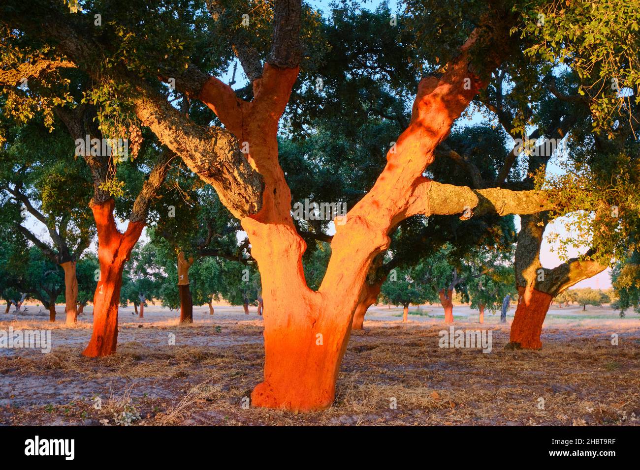 A cork tree with the cork recently cut off. Portugal is the world leader of cork production. Palmela, Portugal Stock Photo