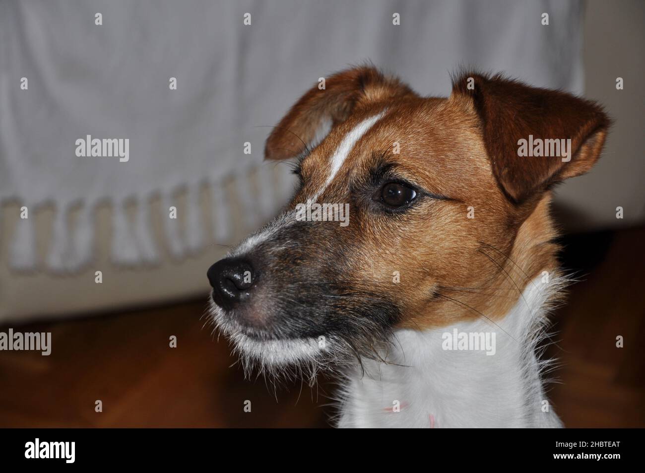 Jack Russell Terrier head profile Stock Photo Alamy