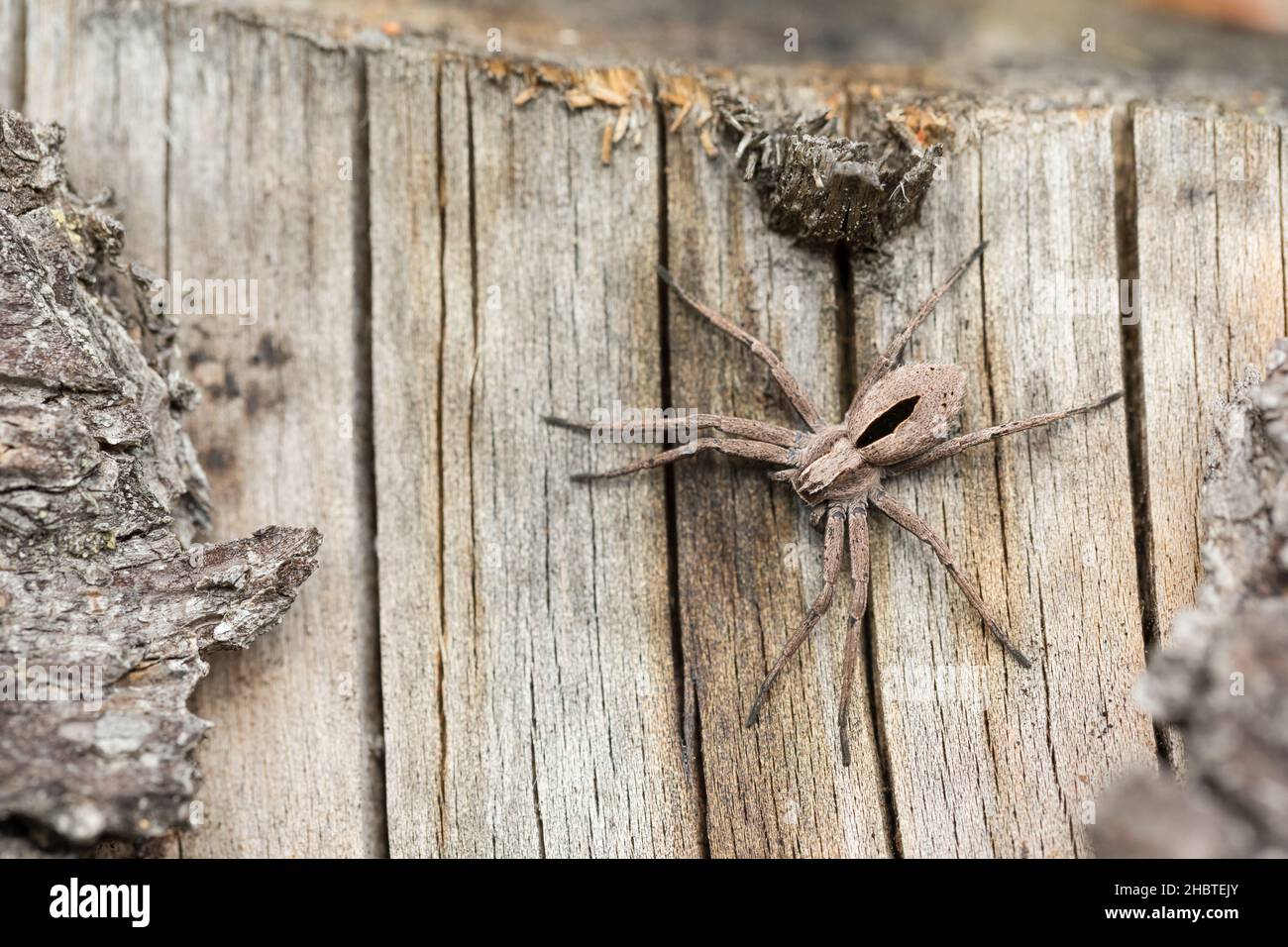 Running crab spider (Thanatus formicinus Stock Photo Alamy