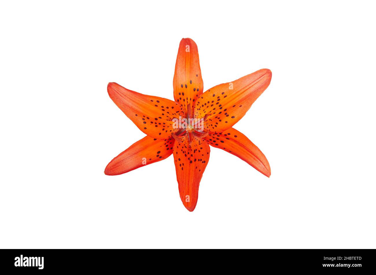 Orange lily blossom isolated on a white background Stock Photo