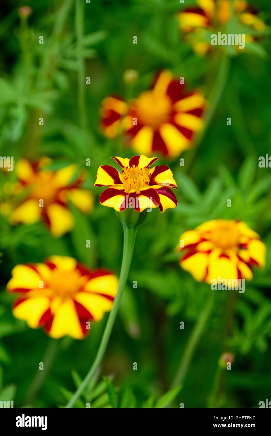 Tagetes patula 'Jolly Jester', French marigold 'Jolly Jester'. Yellow flowers with a dark red stripe on the side of each petal. Stock Photo