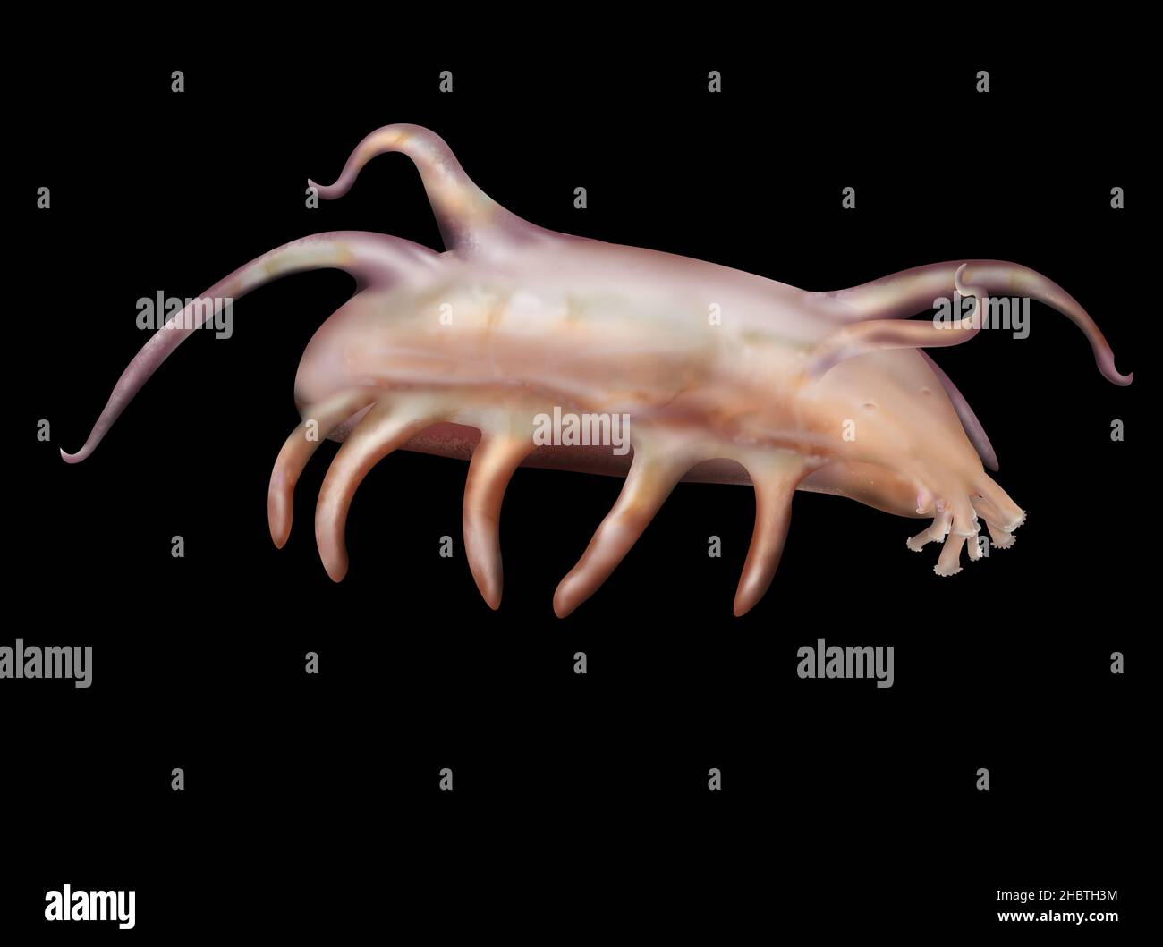 Scotoplanes, sea pig deep-sea holothurians (sea cucumbers) Stock Photo