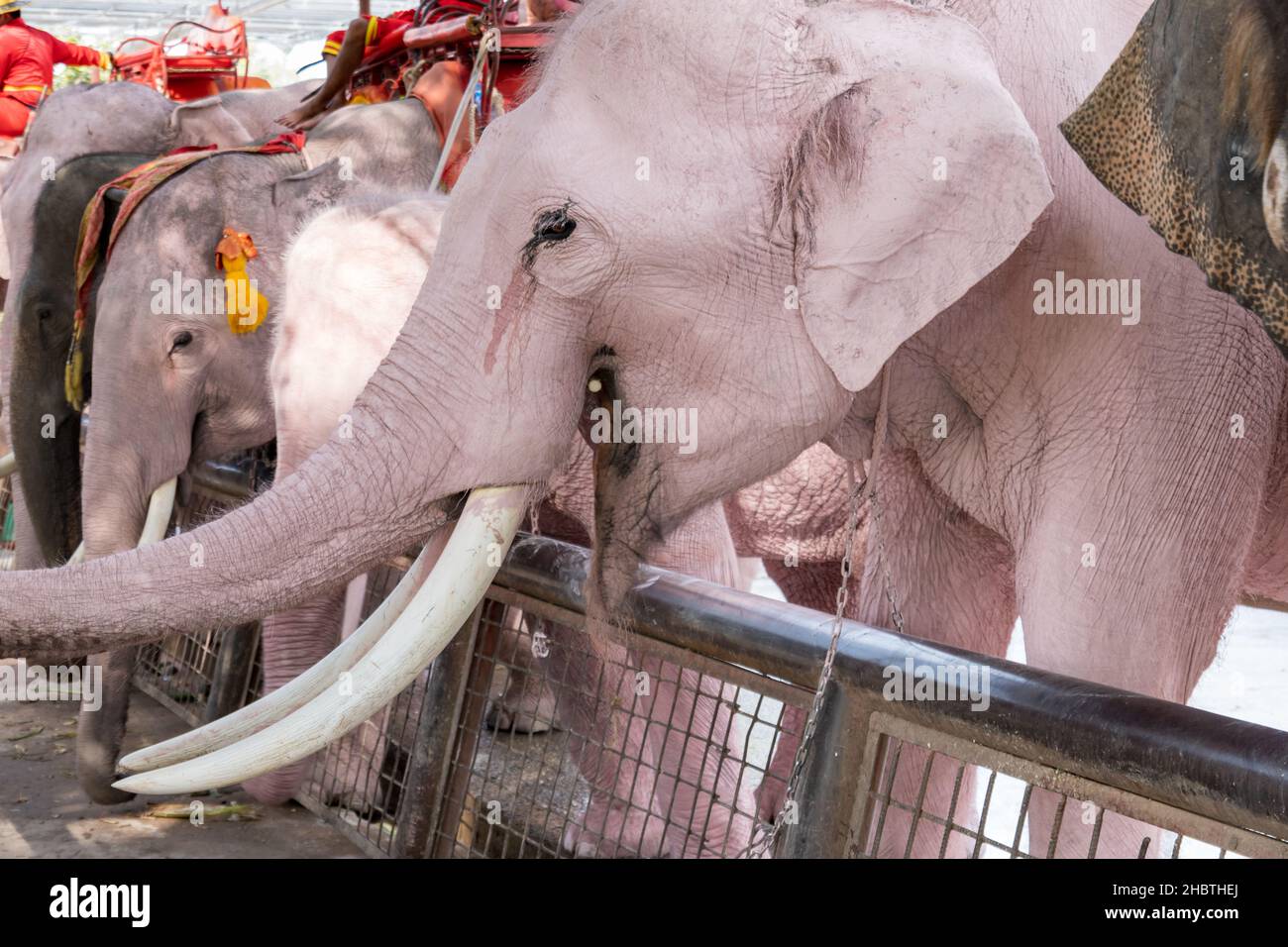 Elephants at the Ayutthaya Elephant Palace and Royal Kraal at the Ayutthaya Historic Park north of Bangkok, Thailand. Stock Photo