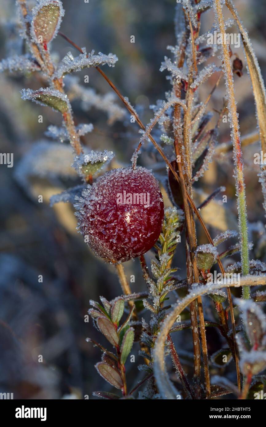 Cranberry, Vaccinium macrocarpon or Oxycoccus macrocarpus, covered with ice crystals Stock Photo