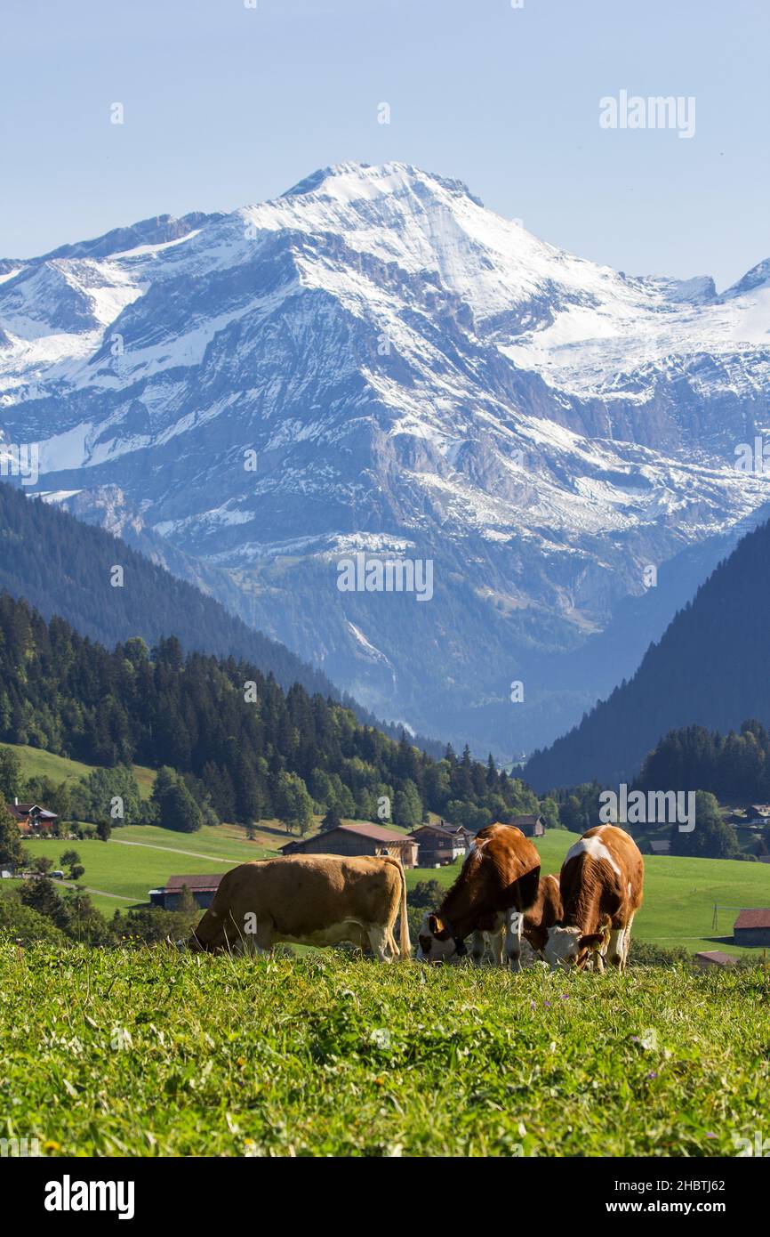 Swiss cows grazing in an alpine meadow under the snow mountains of alps ...
