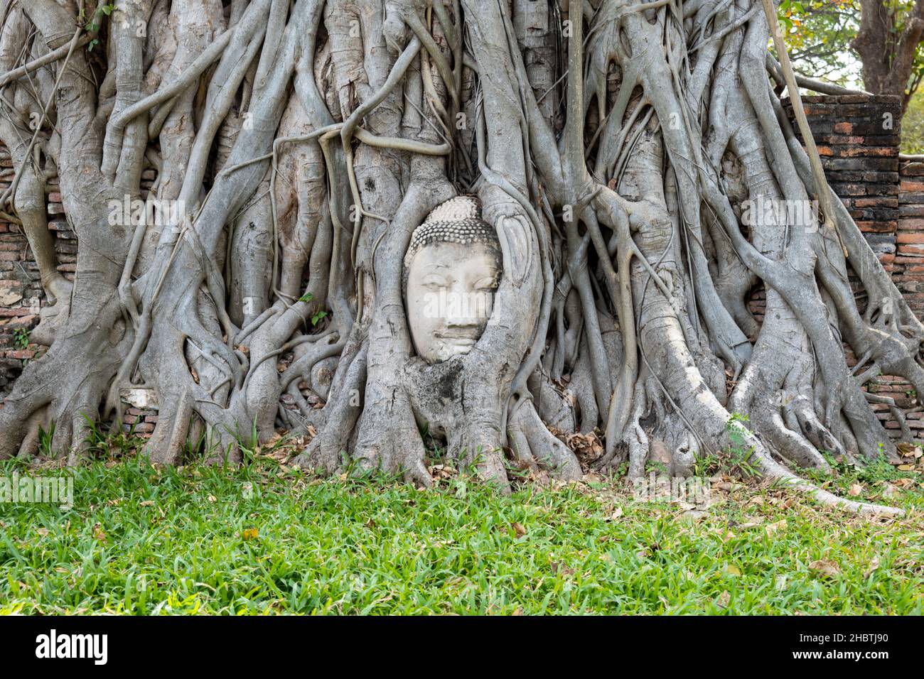 Buddha head embedded in a Banyan tree at Wat Mahathat complex, an ...