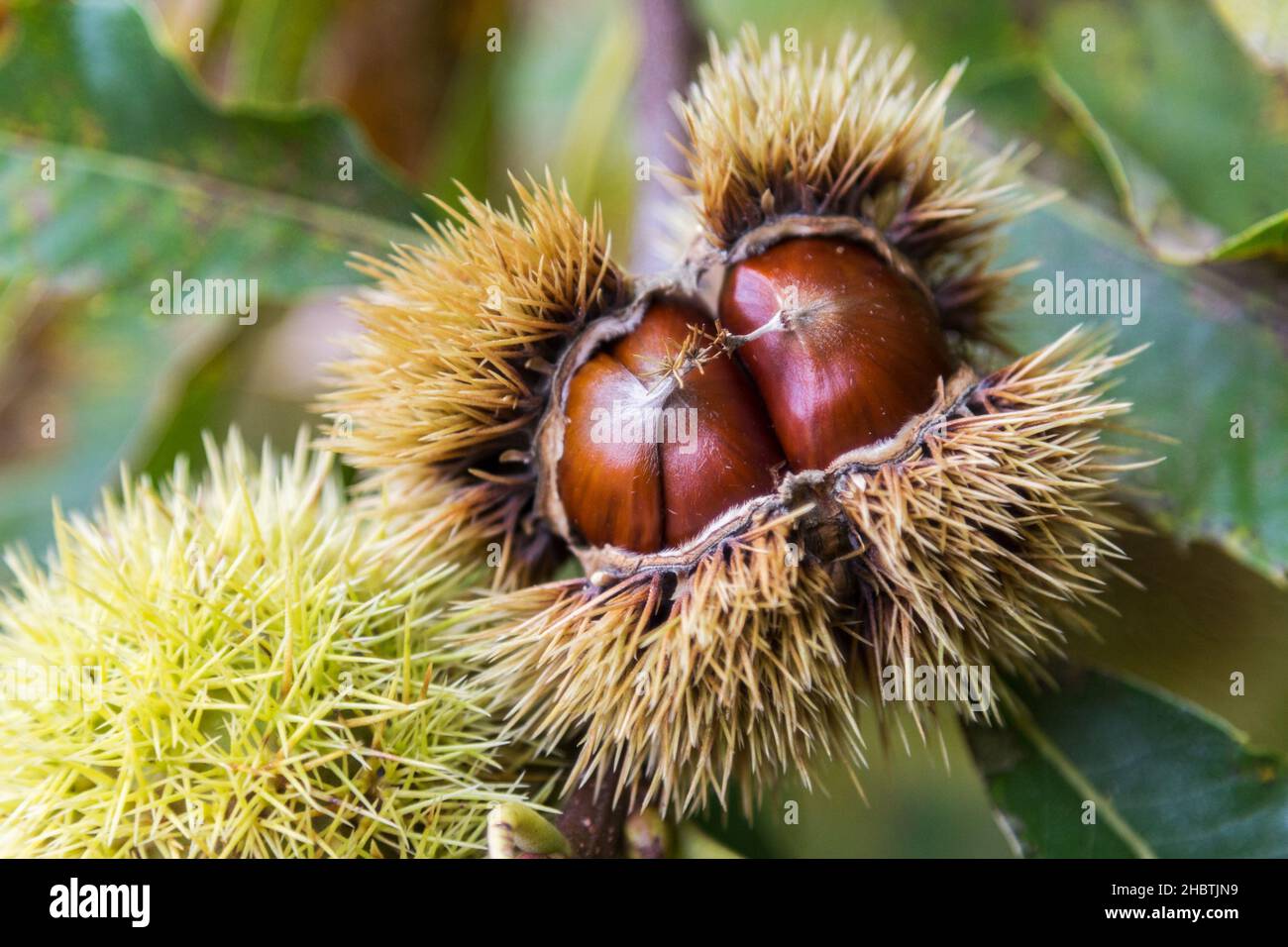 Edible chestnut opening on chestnut tree in autumn season close up