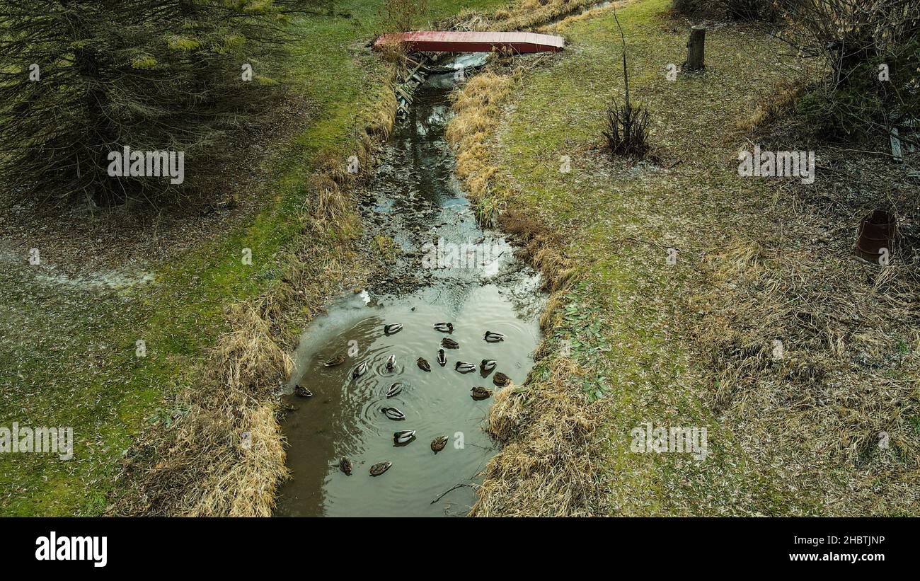 Ducks swim in the water in a rural stream with icy surface Stock Photo