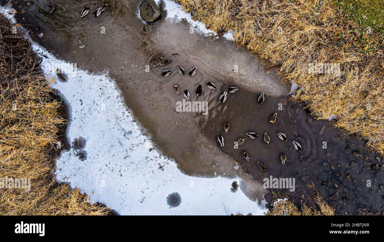 Ducks swim in the water in a rural stream with icy surface Stock Photo