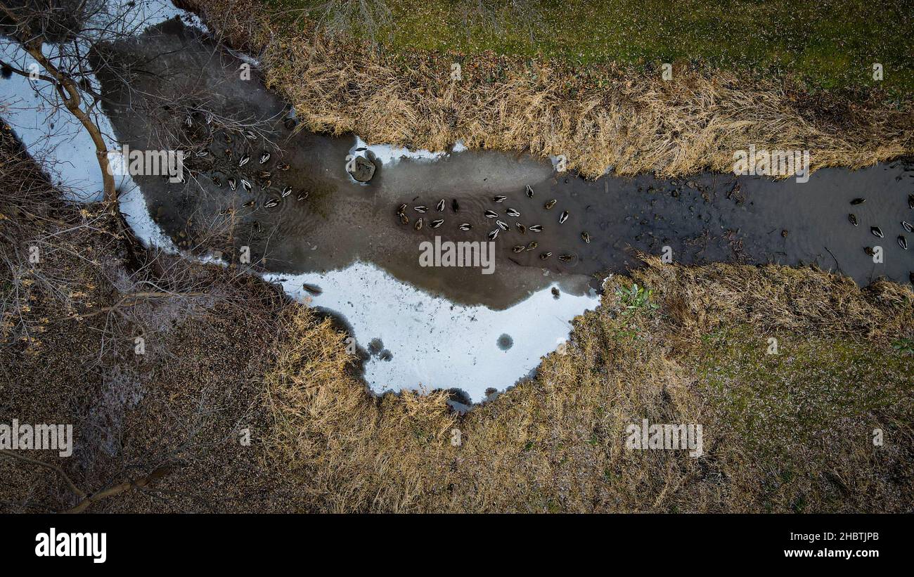 Ducks swim in the water in a rural stream with icy surface Stock Photo