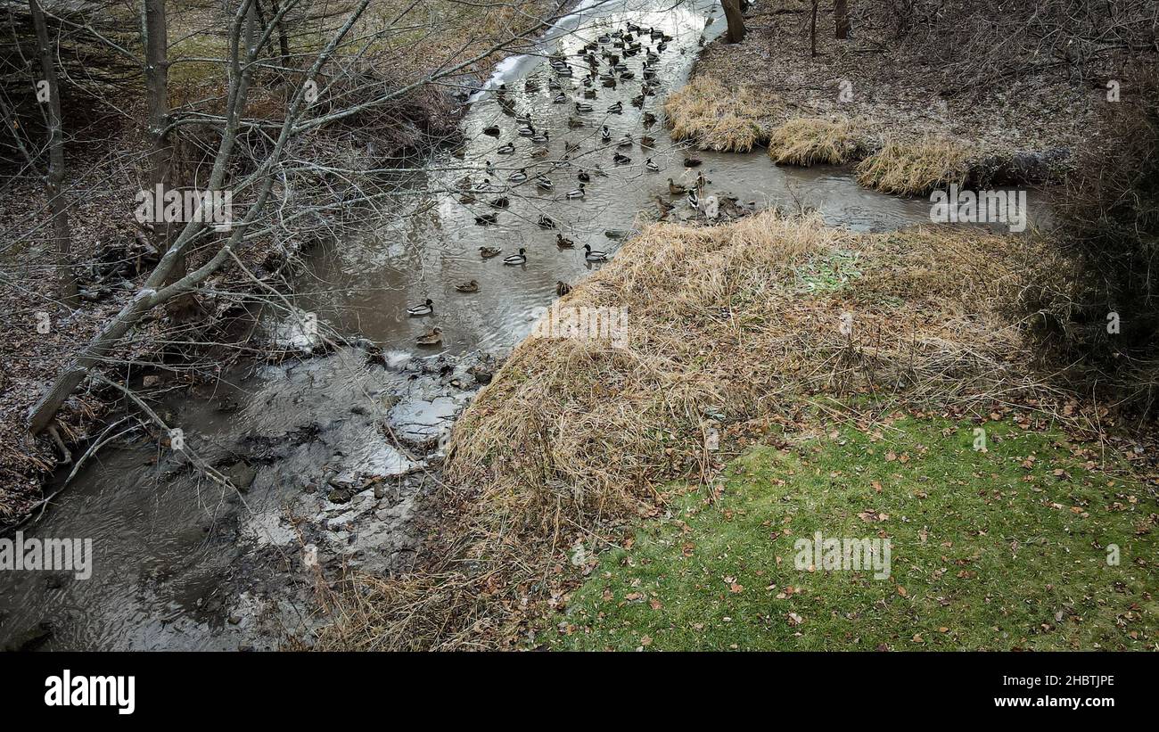 Ducks swim in the water in a rural stream with icy surface Stock Photo