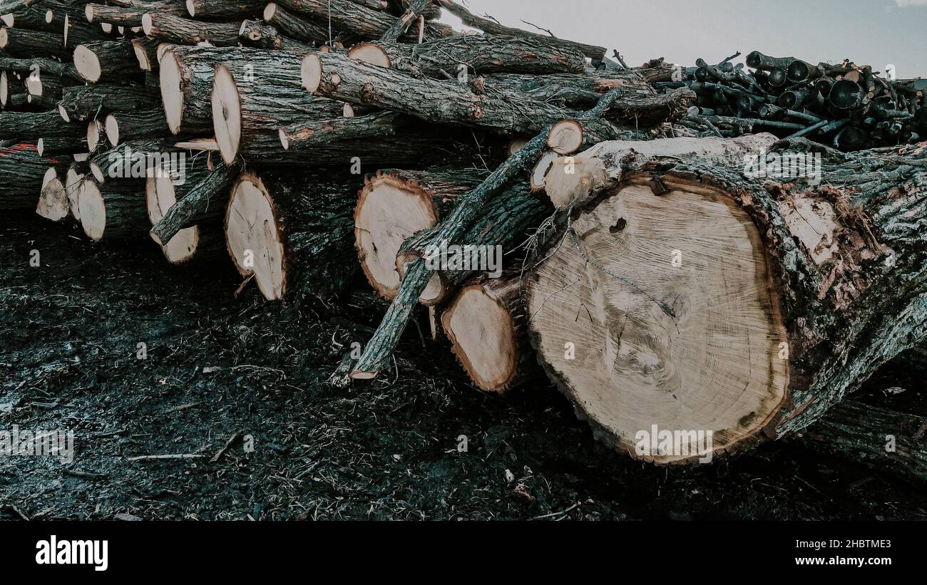 Rows of cut up trees at lumber yard Stock Photo Alamy