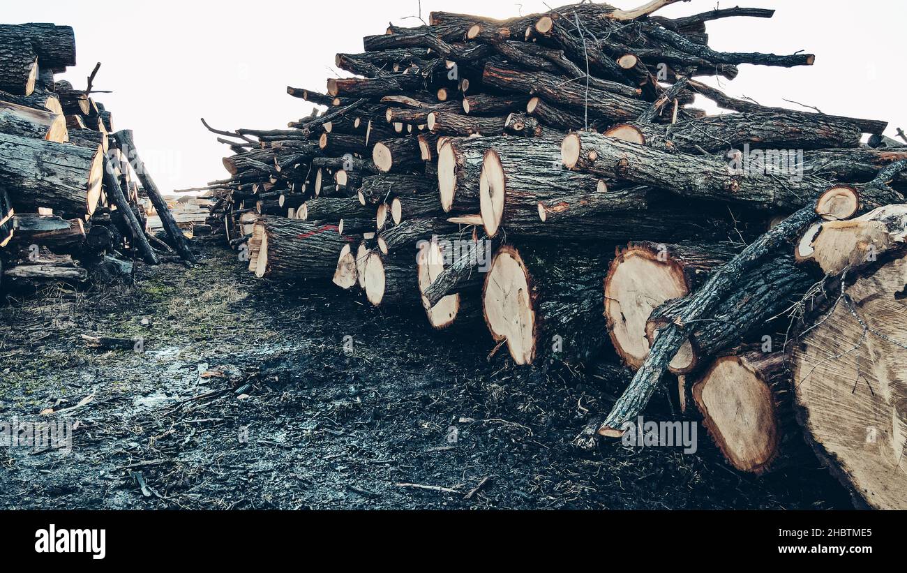 Rows of cut up trees at lumber yard Stock Photo Alamy