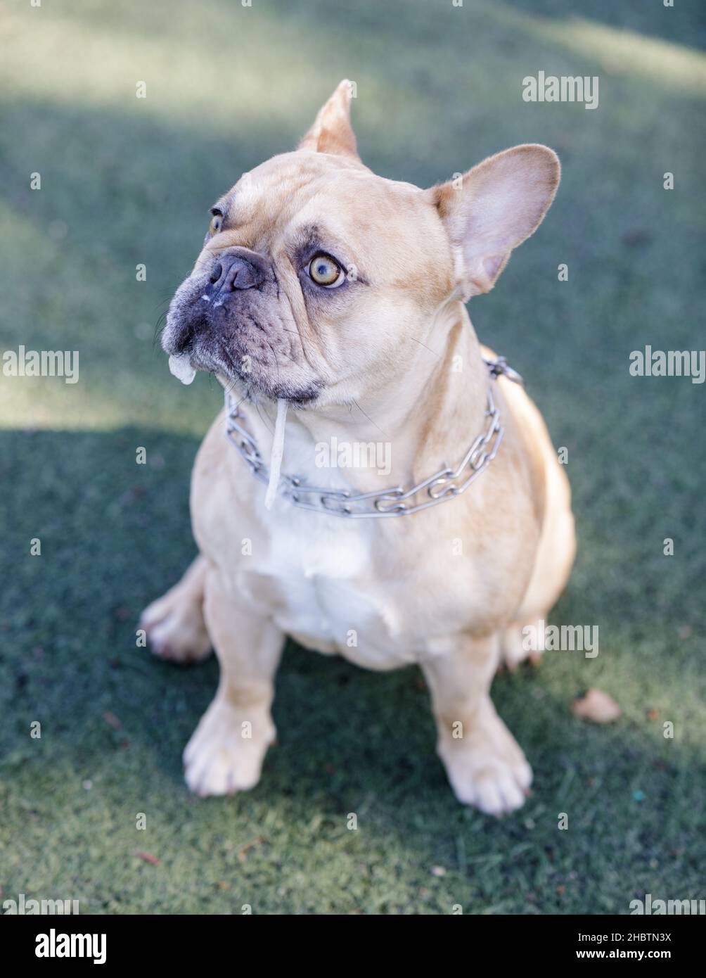 tri color french bulldog for sale