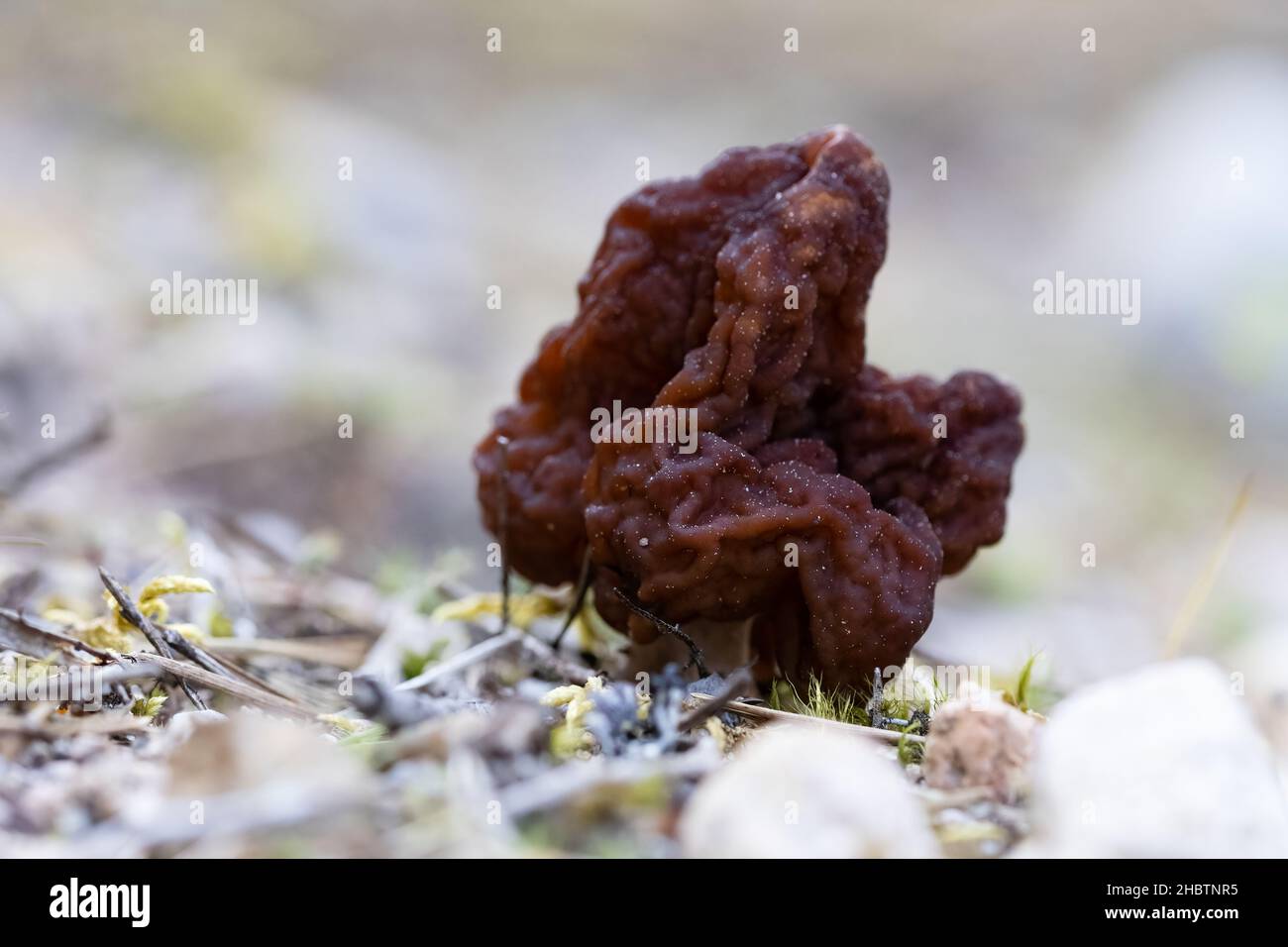 False morel Stock Photo Alamy