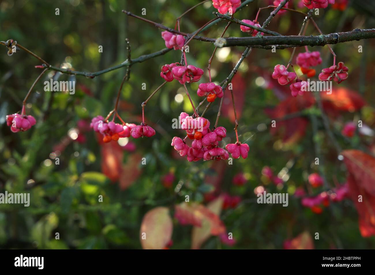 Spindleberry Spindleberry hi-res stock photography and images - Alamy